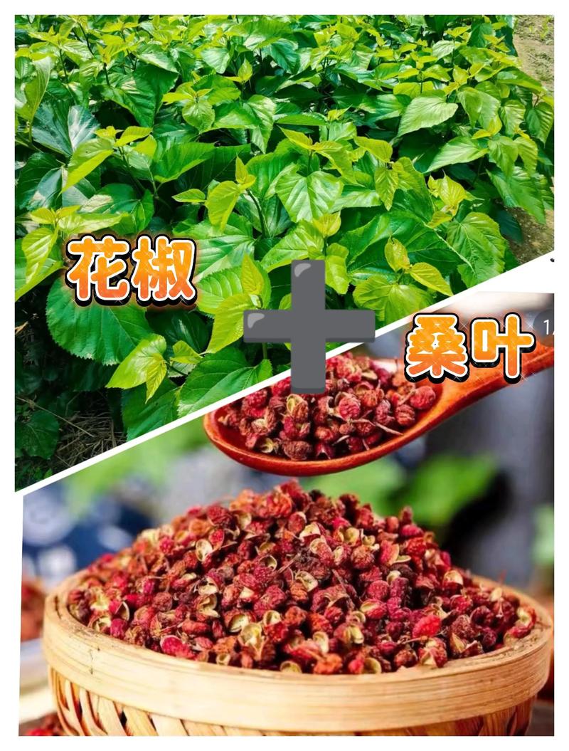 花椒种植指南:从盆栽到庭院,兼谈花椒水治打鼾的真相 花椒的药用与食用