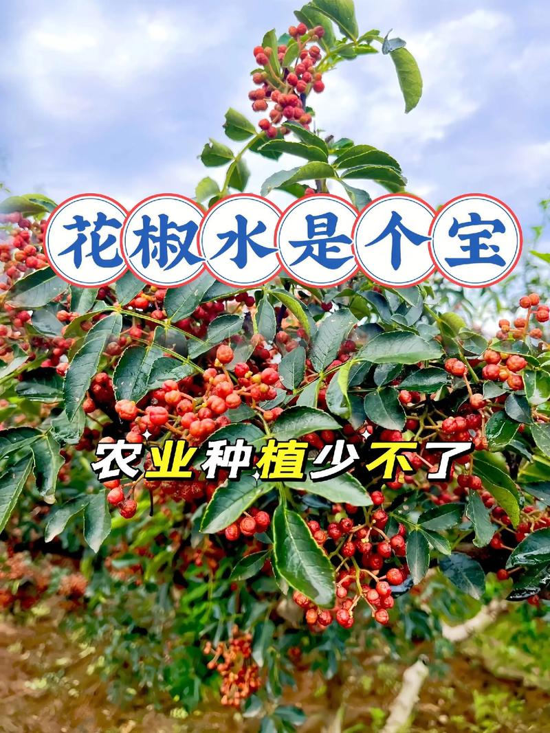 花椒种植指南:从盆栽到庭院,兼谈花椒水治打鼾的真相 总结