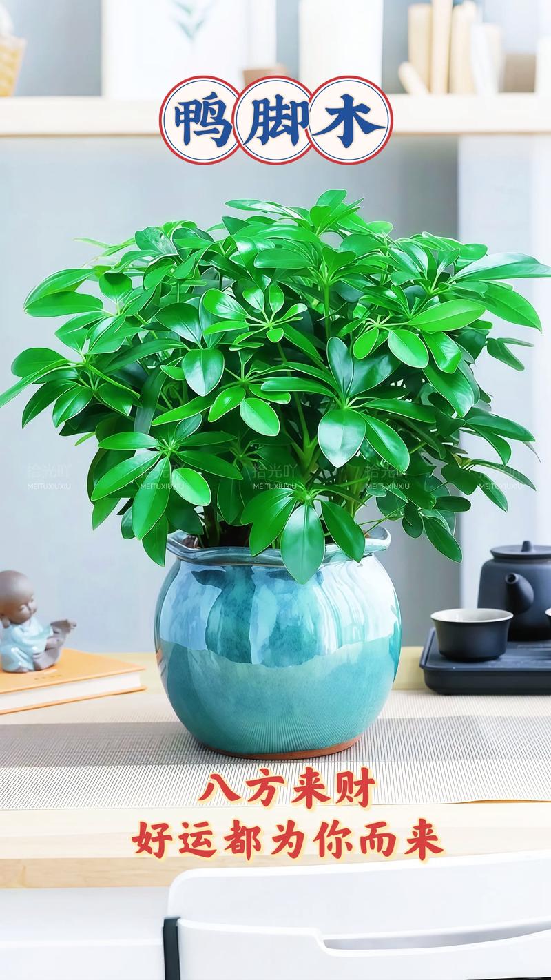 庭院种什么树最旺财旺人?科学选树指南 庭院种什么树最旺财旺人?科学选树指南