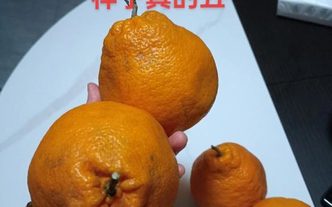 丑橘和耙耙柑哪个好吃？6维度深度对比与选购指南