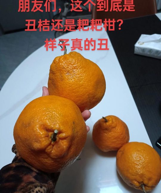 丑橘和耙耙柑哪个好吃？6维度深度对比与选购指南