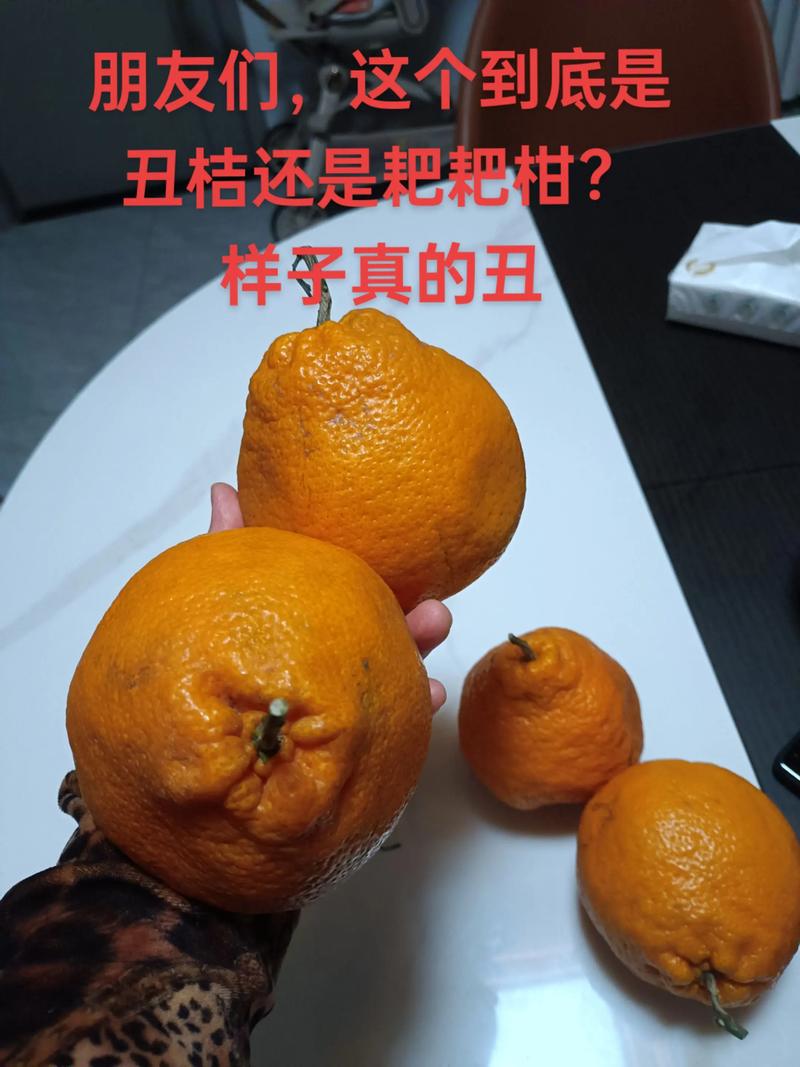 丑橘和耙耙柑哪个好吃?6维度深度对比与选购指南 丑橘和耙耙柑哪个好吃?6维度深度对比与选购指南