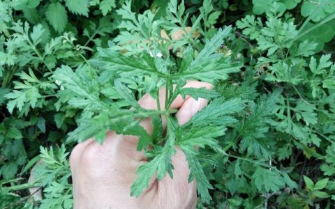 马鞭草长什么样？马鞭草形态特征与识别要点详解