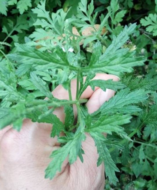 马鞭草长什么样？马鞭草形态特征与识别要点详解