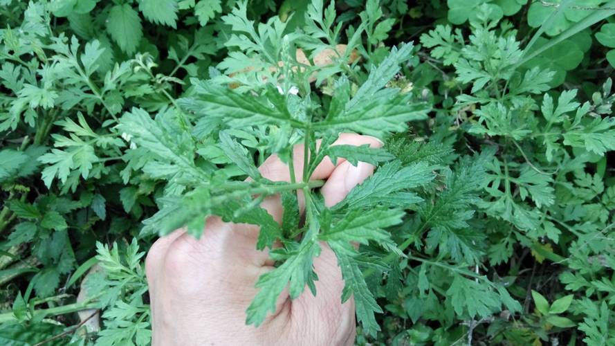 马鞭草长什么样?马鞭草形态特征与识别要点详解 马鞭草长什么样?马鞭草形态特征与识别要点详解