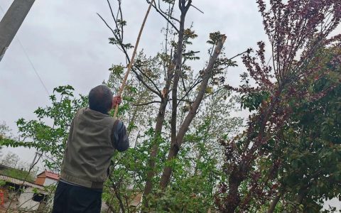 香椿树修剪季节指南及全年养护要点