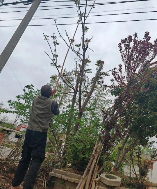 香椿树修剪季节指南及全年养护要点