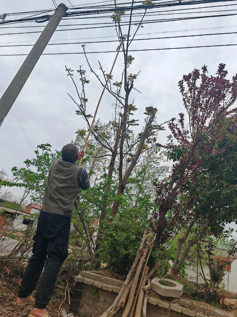 香椿树修剪季节指南及全年养护要点 香椿树修剪季节指南及全年养护要点