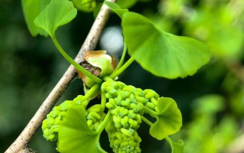 银杏树开花结果详解：形态、习性及观赏期
