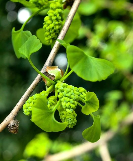 银杏树开花结果详解：形态、习性及观赏期