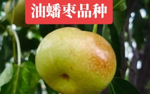 蟠枣品种详解：从形态特征到栽培要点