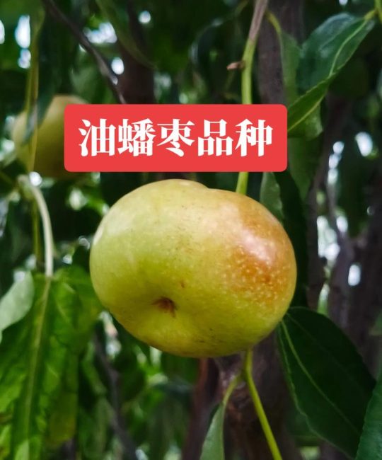 蟠枣品种详解：从形态特征到栽培要点