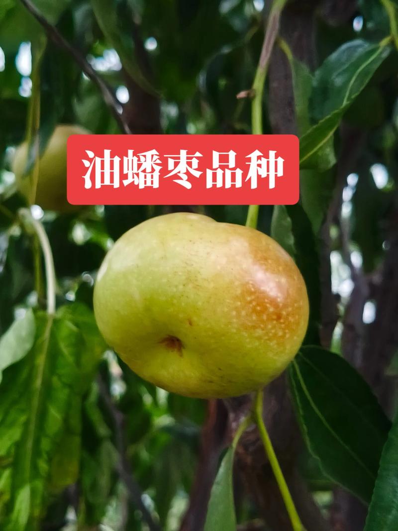 蟠枣品种详解：从形态特征到栽培要点