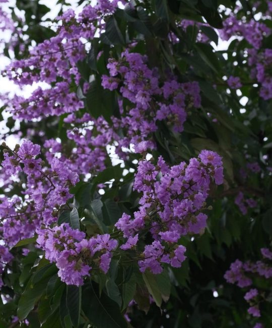 紫薇花怎么养才开花爆盆？花期、修剪与水肥全攻略