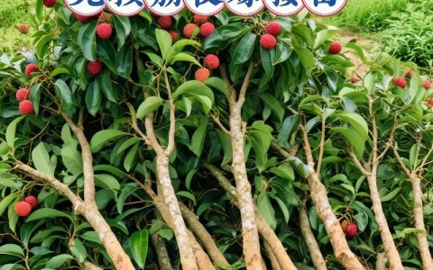 荔枝树不可以嫁接龙眼树：亲缘关系与嫁接失败的科学解释