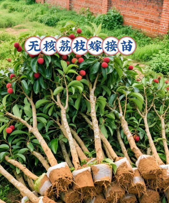 荔枝树不可以嫁接龙眼树：亲缘关系与嫁接失败的科学解释