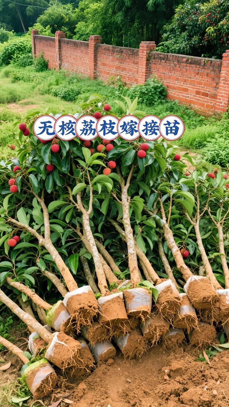 荔枝树不可以嫁接龙眼树:亲缘关系与嫁接失败的科学解释 荔枝树不可以嫁接龙眼树:亲缘关系与嫁接失败的科学解释