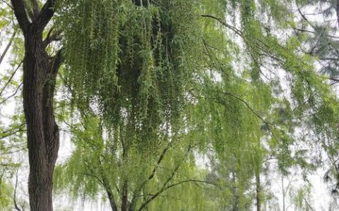 园艺中的柳树：从垂柳到银柳，那些迷人的柳树品种与养护指南