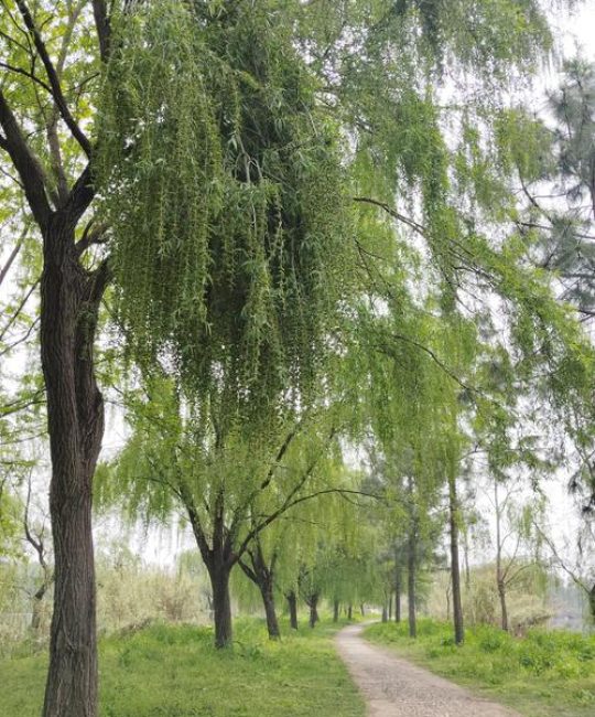 园艺中的柳树：从垂柳到银柳，那些迷人的柳树品种与养护指南