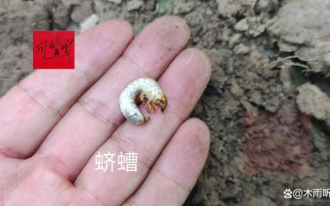 花生长虫子了用什么能把虫子杀死？这些杀虫方法亲测有效