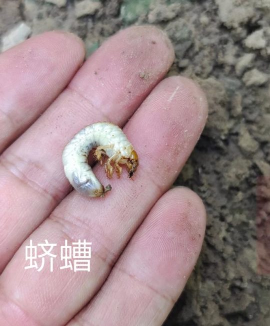 花生长虫子了用什么能把虫子杀死？这些杀虫方法亲测有效