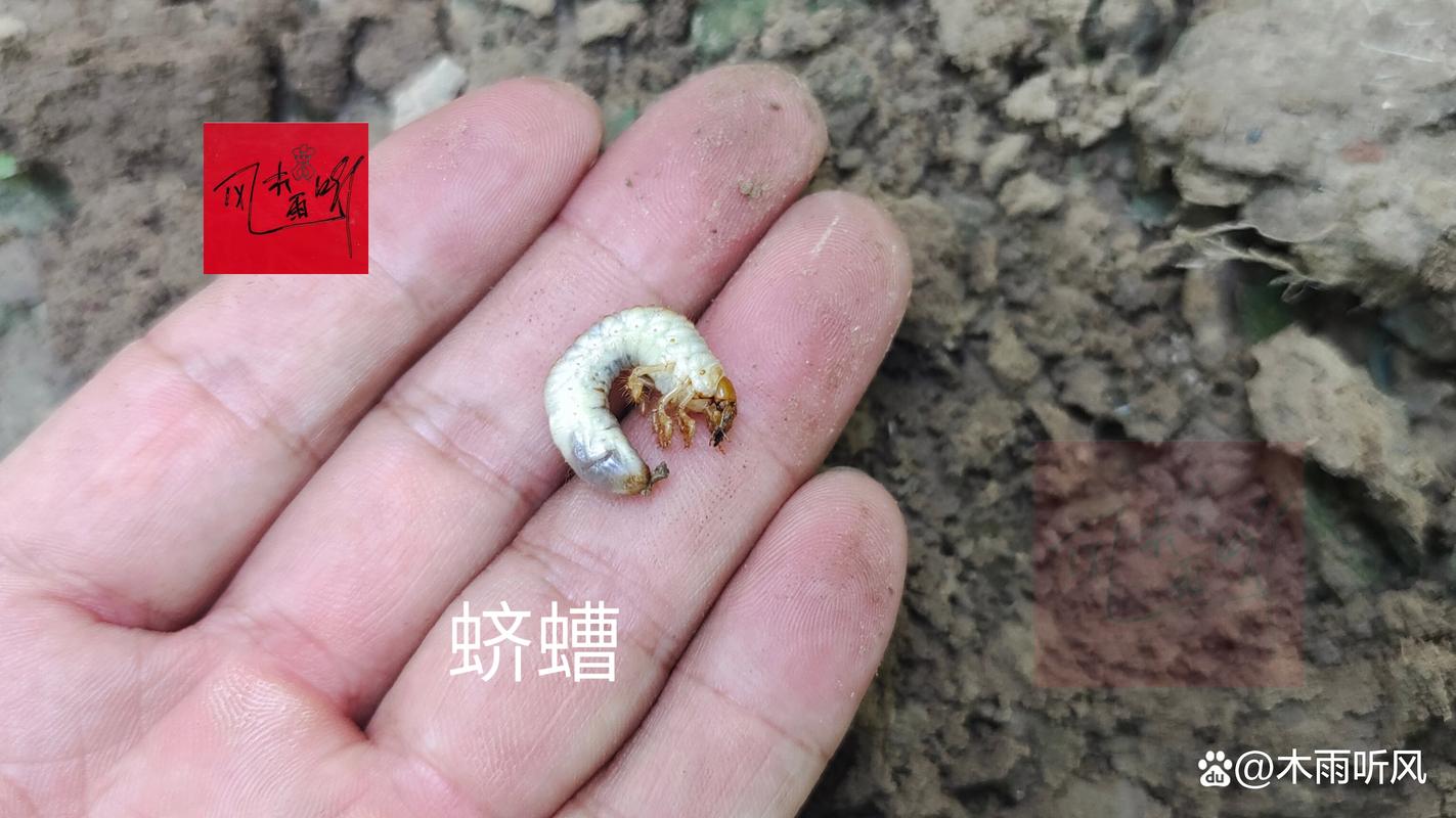 花盆长虫了？先别慌，认清这些“不速之客”