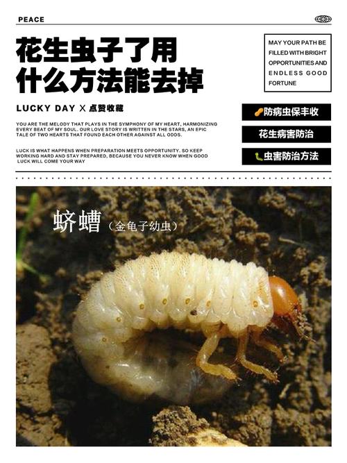 预防比杀虫更重要，做到这几点虫子不再来