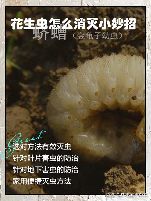 自制环保杀虫剂：绿色安全不伤花