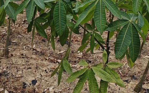农村种植什么树赚钱最快最稳？四个方向帮你选对致富树