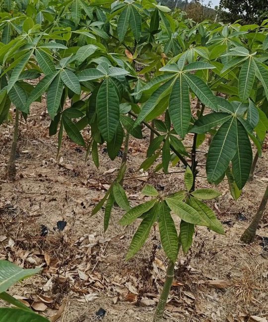 农村种植什么树赚钱最快最稳？四个方向帮你选对致富树