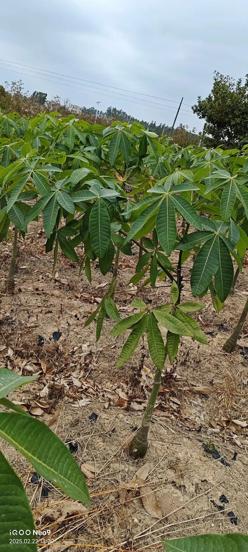 农村种植什么树赚钱最快最稳?四个方向帮你选对致富树 农村种植什么树赚钱最快最稳?四个方向帮你选对致富树