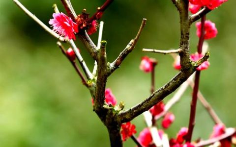 梅花有什么品质？探寻冬日傲骨的精神内涵与养护指南