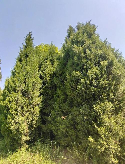 四、 庭院种植与养护要点