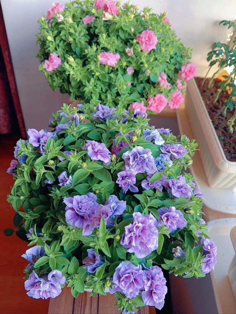 矮牵牛是宿根花卉吗?带你认准品种特性与一年生栽培要点 光照与水肥精准方案