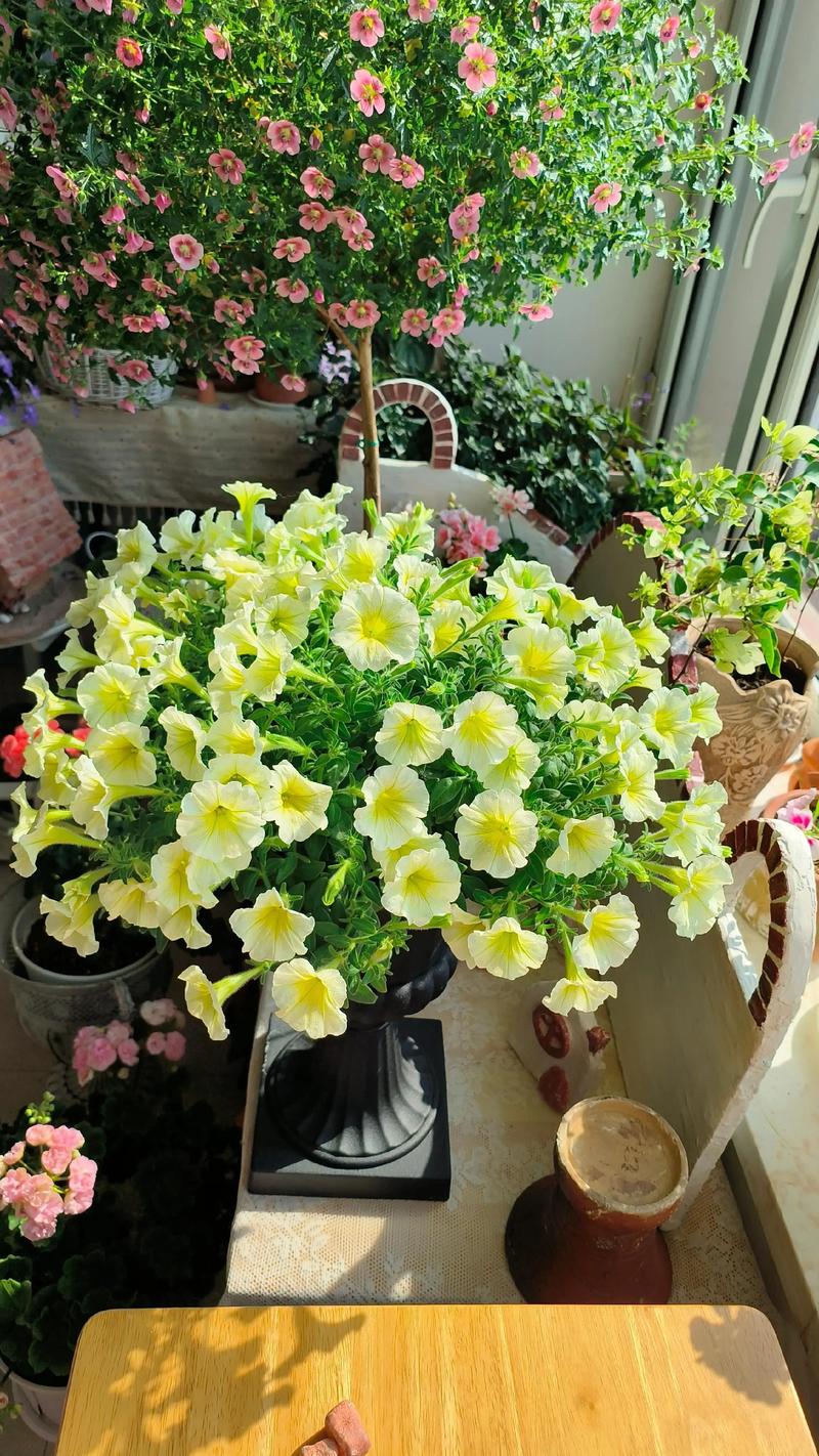 矮牵牛是宿根花卉吗?带你认准品种特性与一年生栽培要点 矮牵牛的分类与养护核心建议