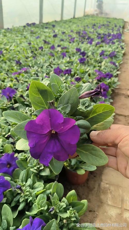 矮牵牛是宿根花卉吗?带你认准品种特性与一年生栽培要点 越冬与越夏管理