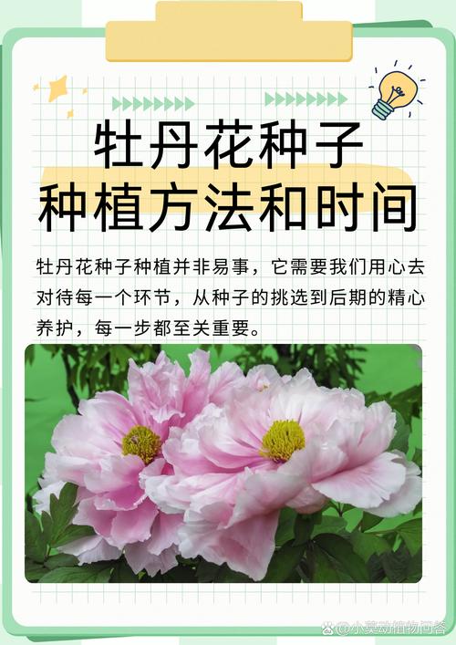 牡丹种子怎么种?从选种到发芽的完整操作指南 种子采收与处理(栽前准备)