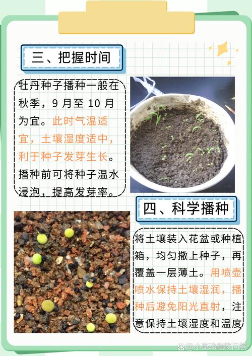 牡丹种子怎么种?从选种到发芽的完整操作指南 播种深度与密度