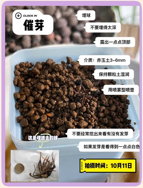 牡丹种子怎么种?从选种到发芽的完整操作指南 缓苗管理(发芽与幼苗期)