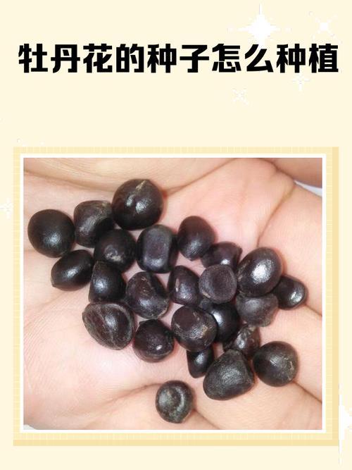 牡丹种子怎么种?从选种到发芽的完整操作指南 常见问题与解答(FAQ)