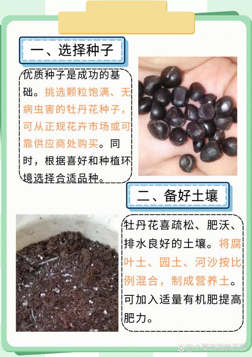 牡丹种子怎么种?从选种到发芽的完整操作指南 成活注意事项与常见问题