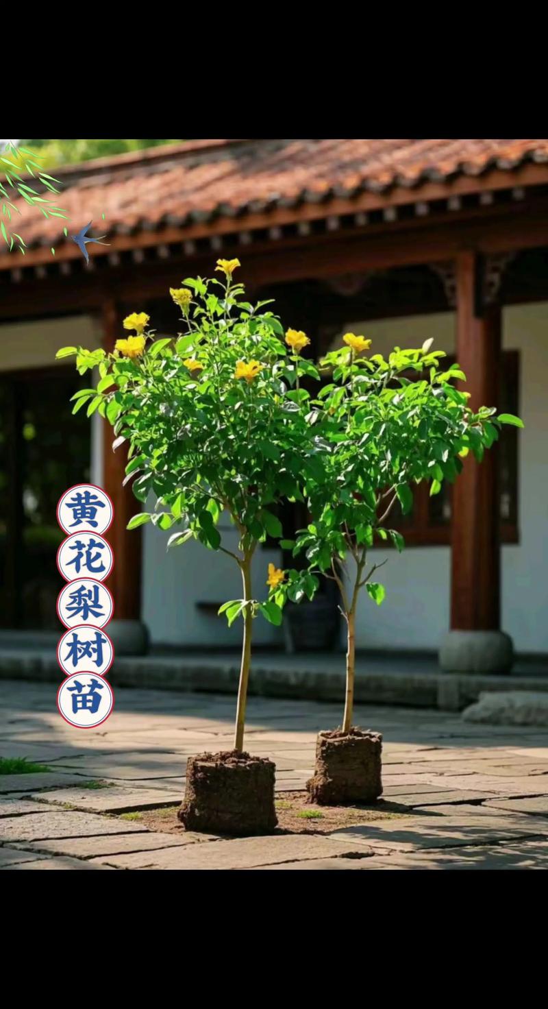 黄花梨树苗最佳施肥方案是“重施有机基肥+控氮增磷钾追肥” 施肥方案详解:从基肥到年周期追肥,分三步执行