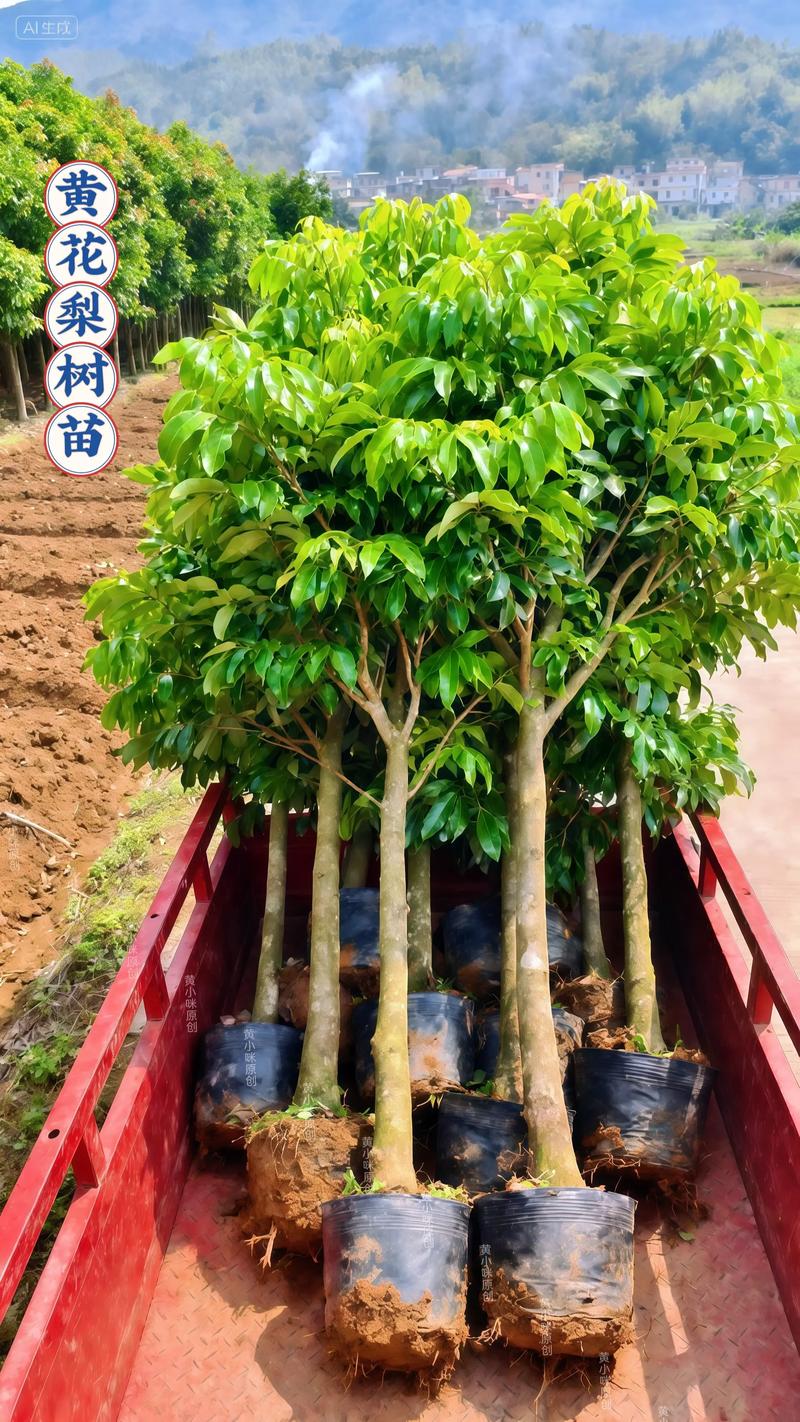 黄花梨树苗最佳施肥方案是“重施有机基肥+控氮增磷钾追肥” 结果年限与产量经济价值:定植第3年挂果,盛果期亩产值超2万元