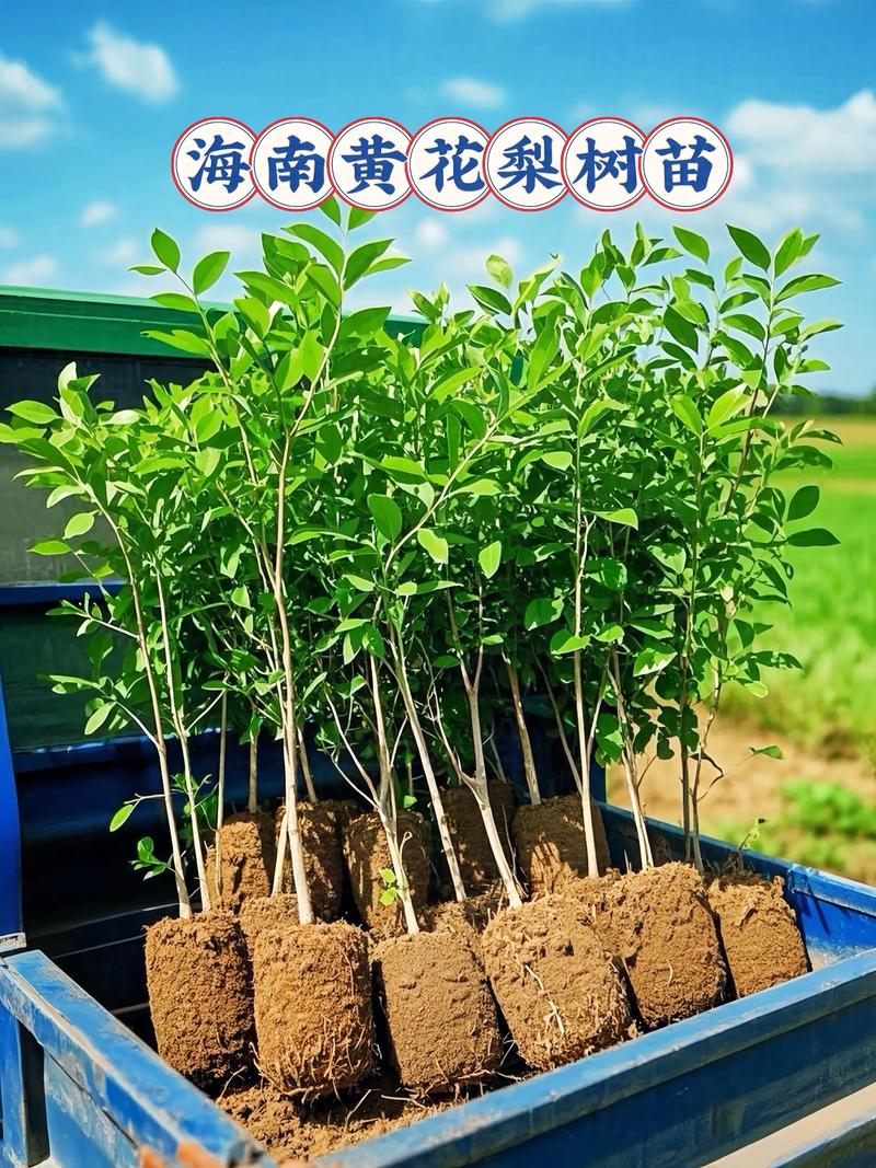 黄花梨树苗最佳施肥方案是“重施有机基肥+控氮增磷钾追肥” 授粉需求配置:黄花梨需要异花授粉,配置比例为8:1