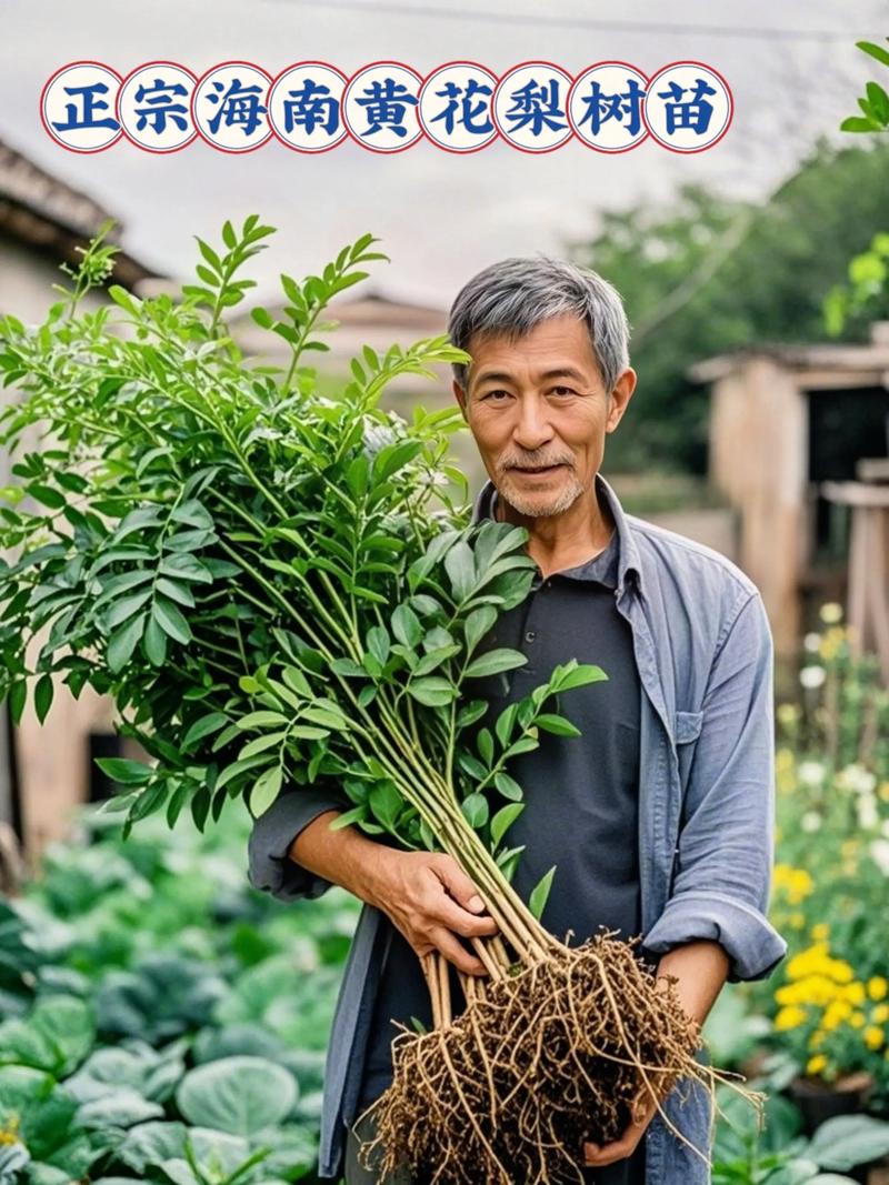 黄花梨树苗最佳施肥方案是“重施有机基肥+控氮增磷钾追肥” 常见问题与避坑指南