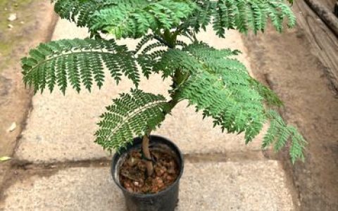 蓝花楹室内养护全攻略（树形·遮荫·种植·养护）