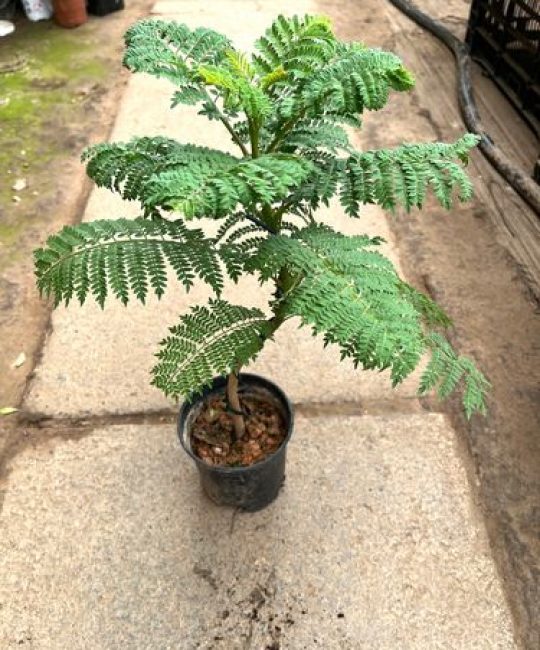 蓝花楹室内养护全攻略（树形·遮荫·种植·养护）