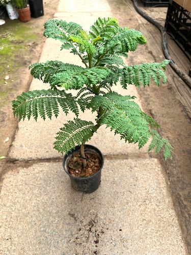 蓝花楹室内养护全攻略（树形·遮荫·种植·养护）