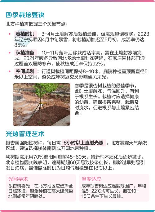 银杏树一般生长在哪里?适生区域、气候条件与种植要点全解析 常见种植误区识别