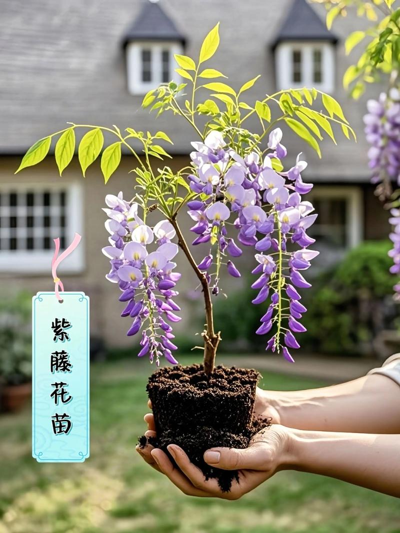 维度对比深度解析